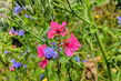 Wilde Blumen in Meißen
